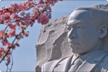 A picture of the face of the MLK Jr. Memorial statue with cherry blossoms in the foreground.