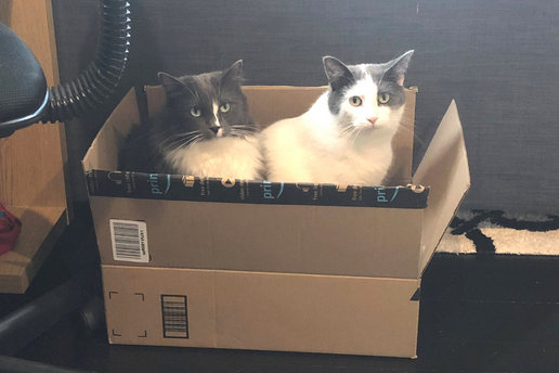 Two cats in a box